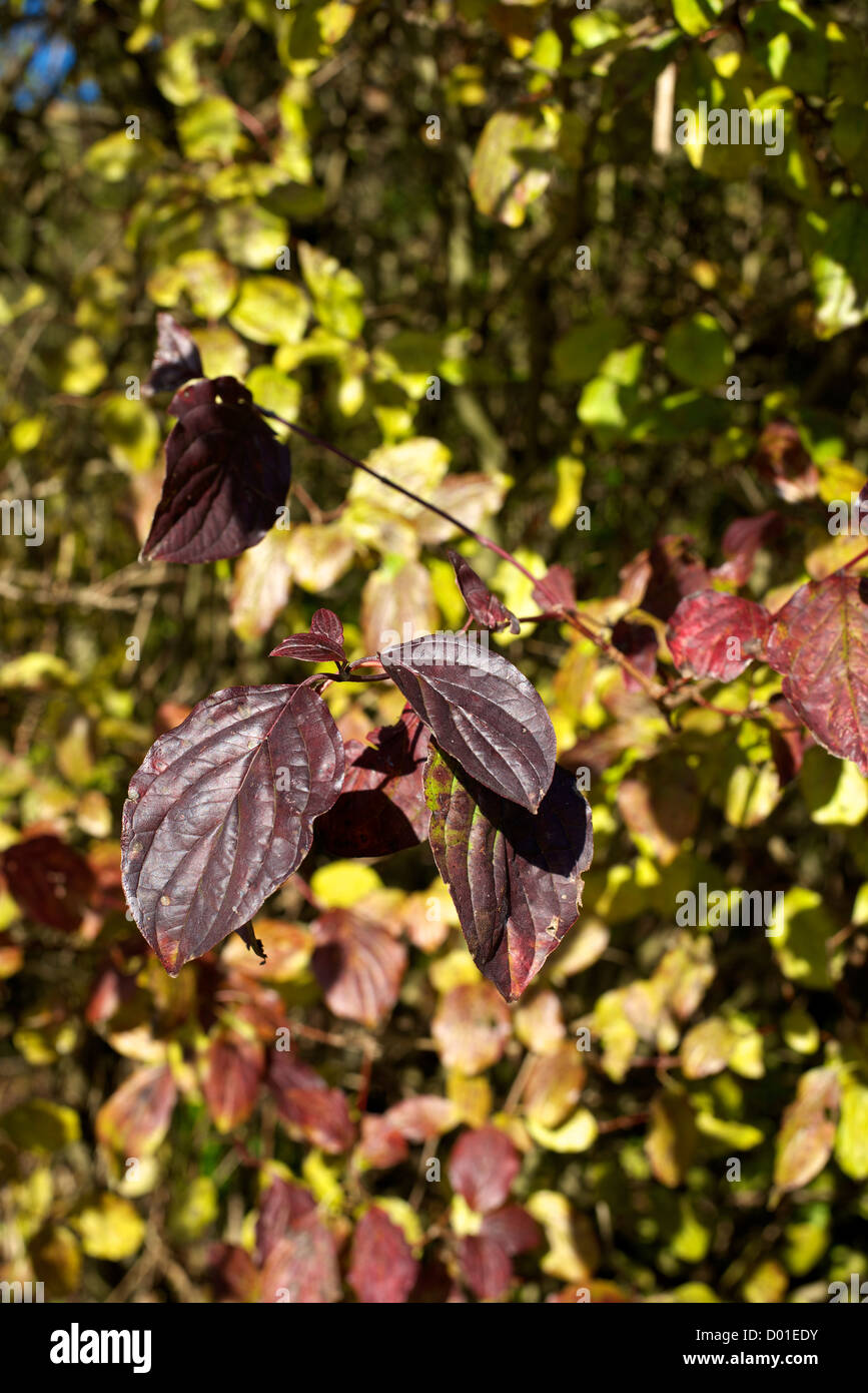 Purple Dogwood Cornus Sanguinea leaves in a chalk downland hedgerow in the low November autumnal sun Stock Photo