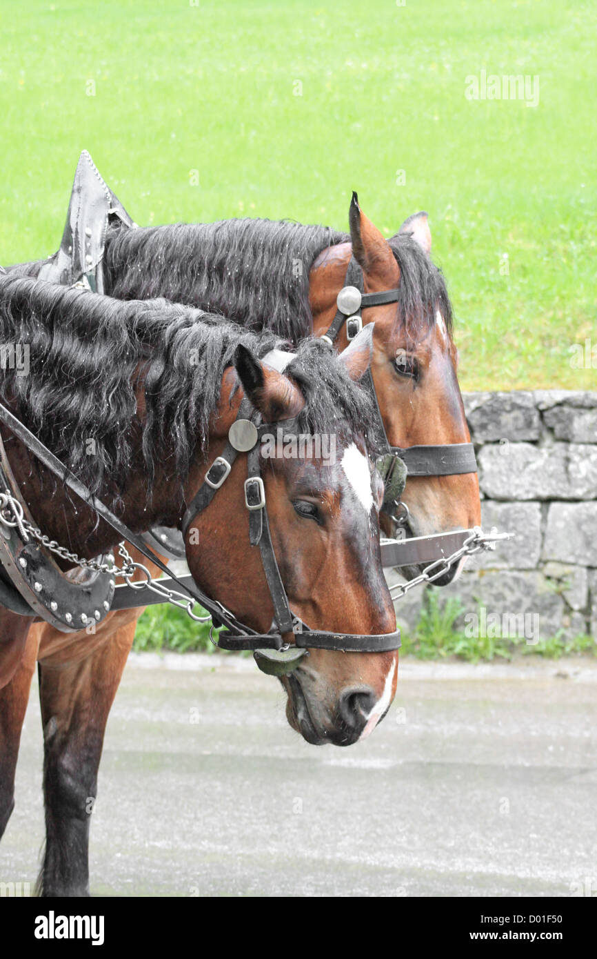 Bay horse in a harness Stock Photo Alamy