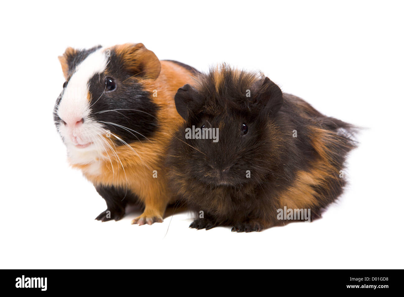 Two guinea pigs pets standing together isolated on white Stock Photo Alamy