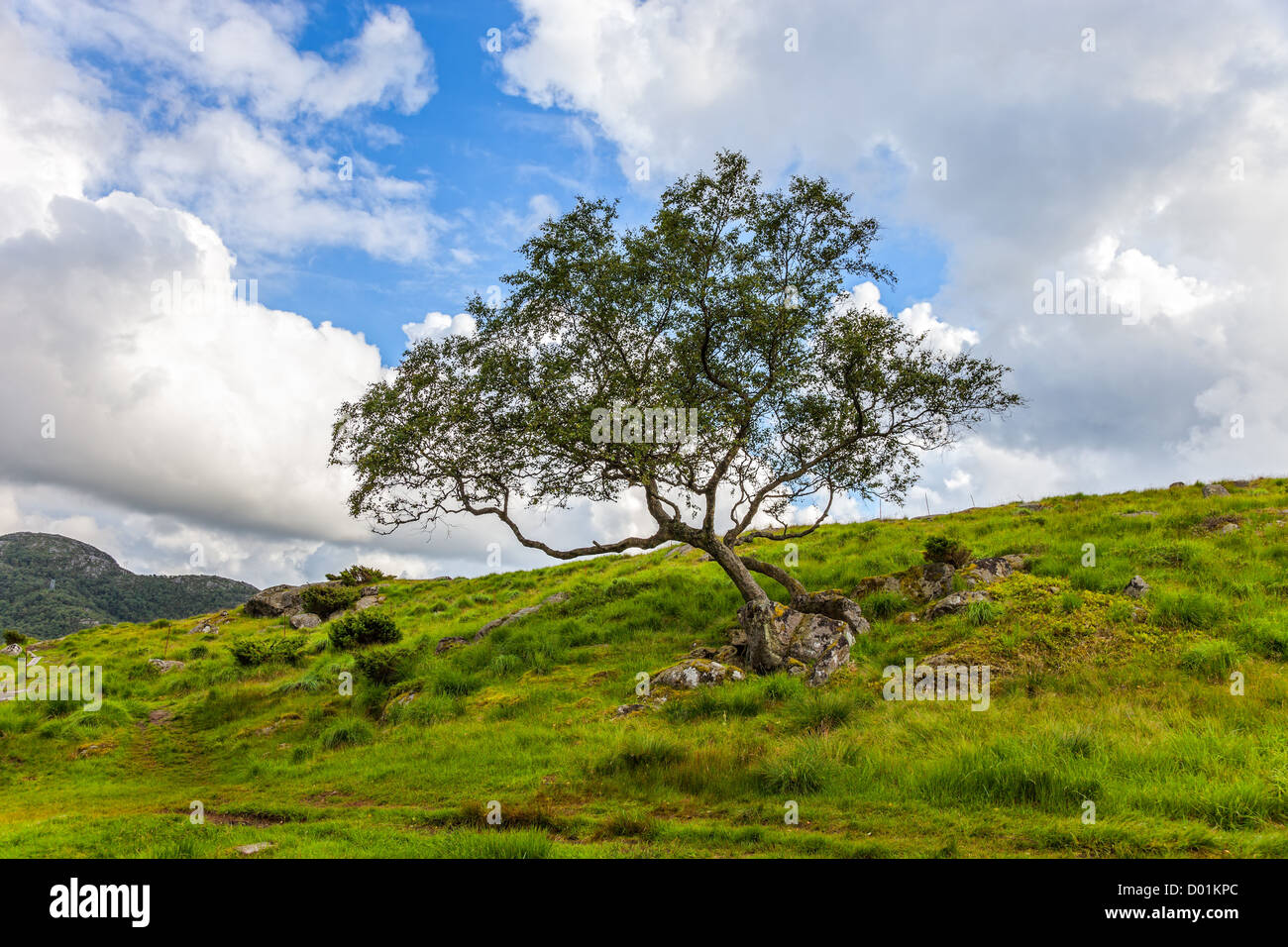Lonely tree on a hill Stock Photo - Alamy