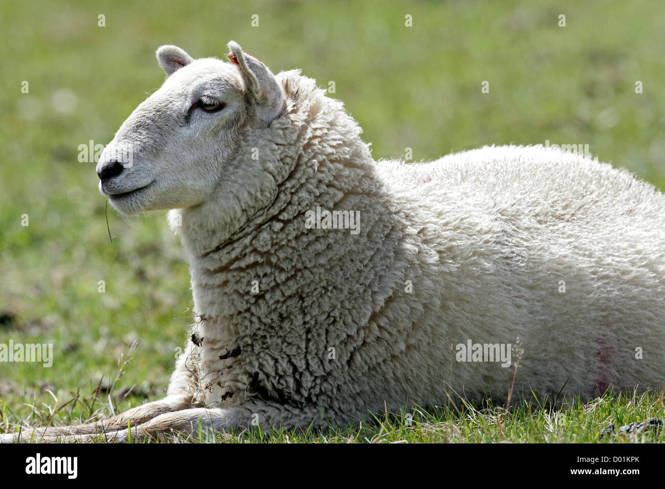 A sheep laying down,resting Stock Photo Alamy