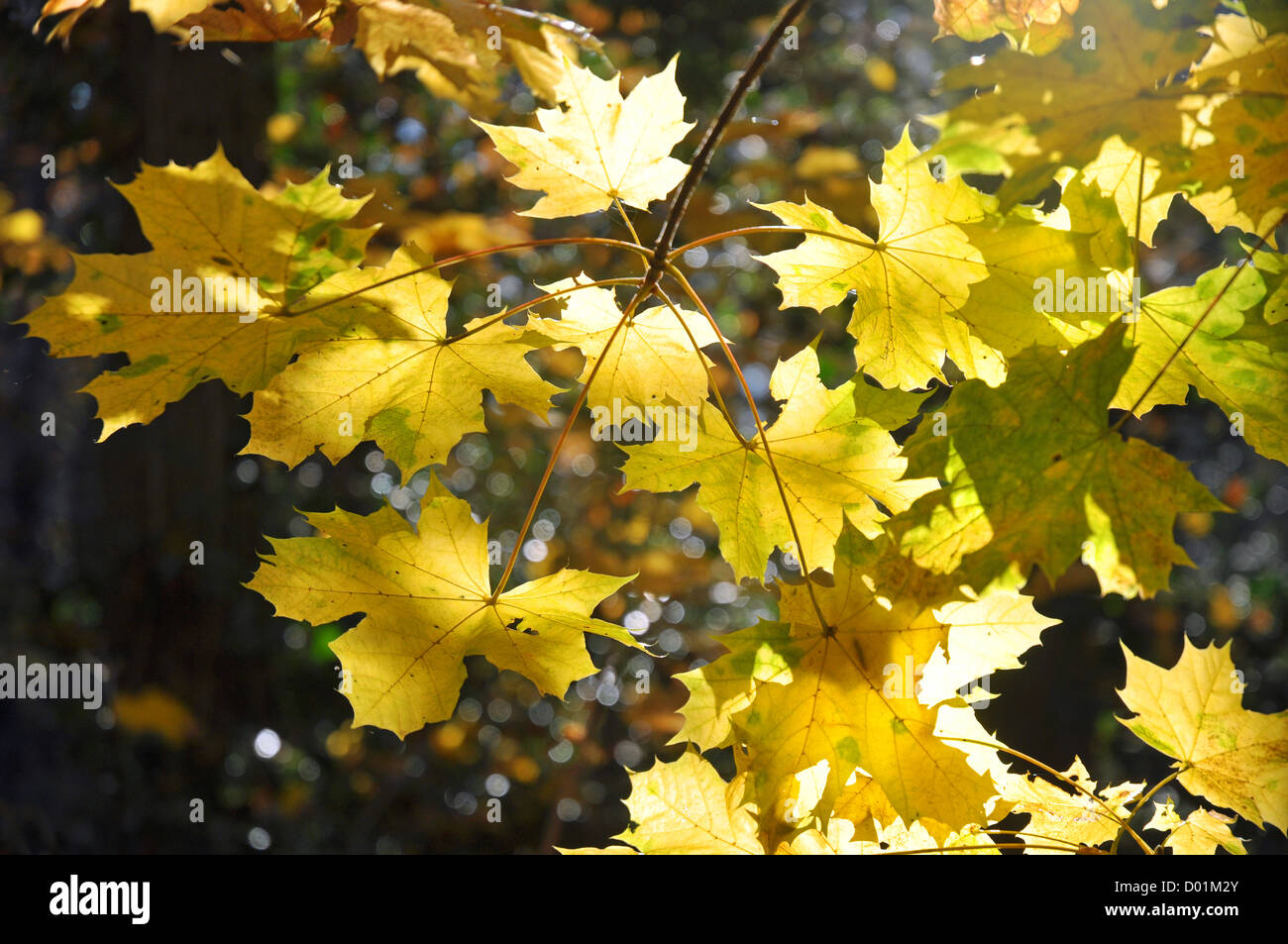 Autumn sun shines through the yellow tree leaves Stock Photo - Alamy