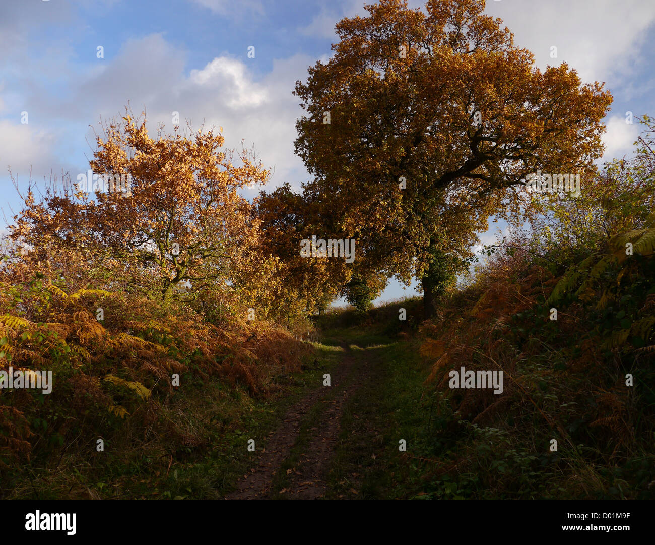 English country lane rural Nottinghamshire English landscape in autumn (the fall) Stock Photo
