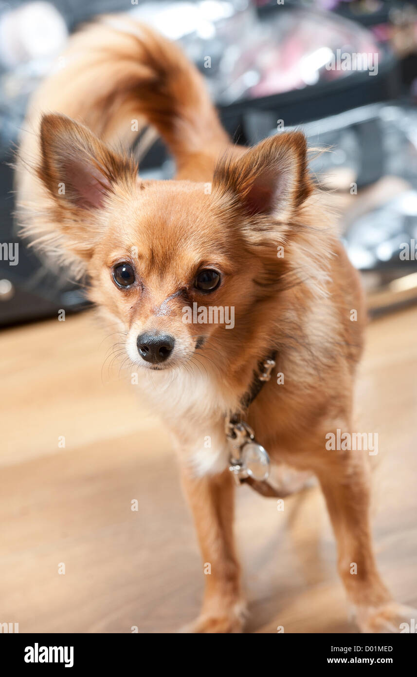 Cross breed chihuahua hi-res stock photography and images - Alamy