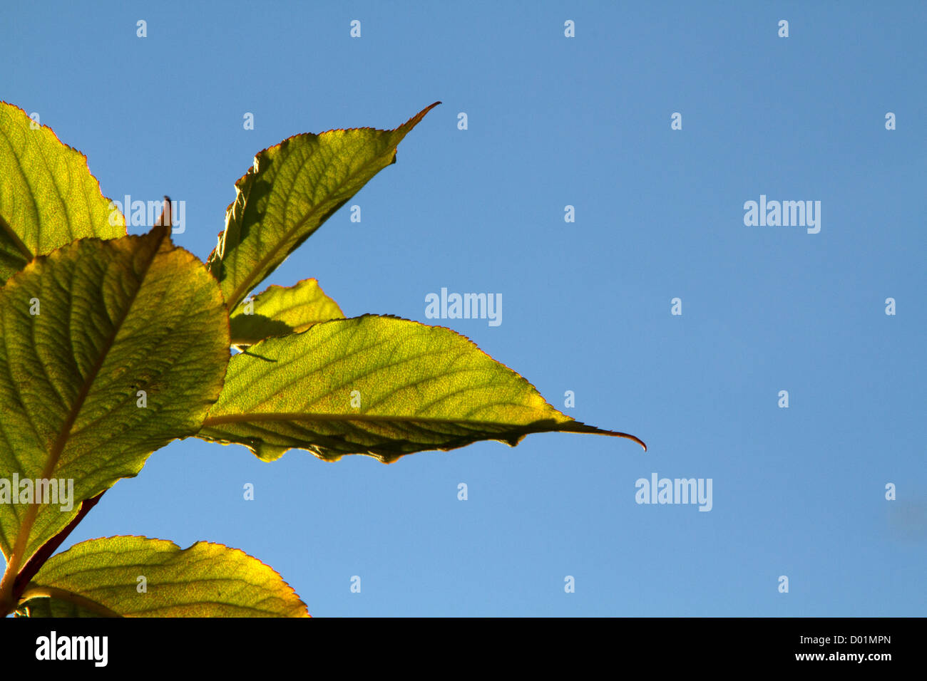 Autumn leaves against clear blue sky Stock Photo - Alamy