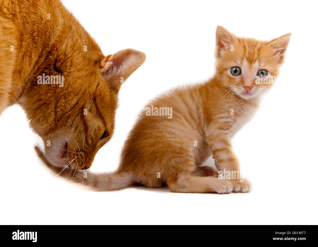 kitten with his mother Stock Photo