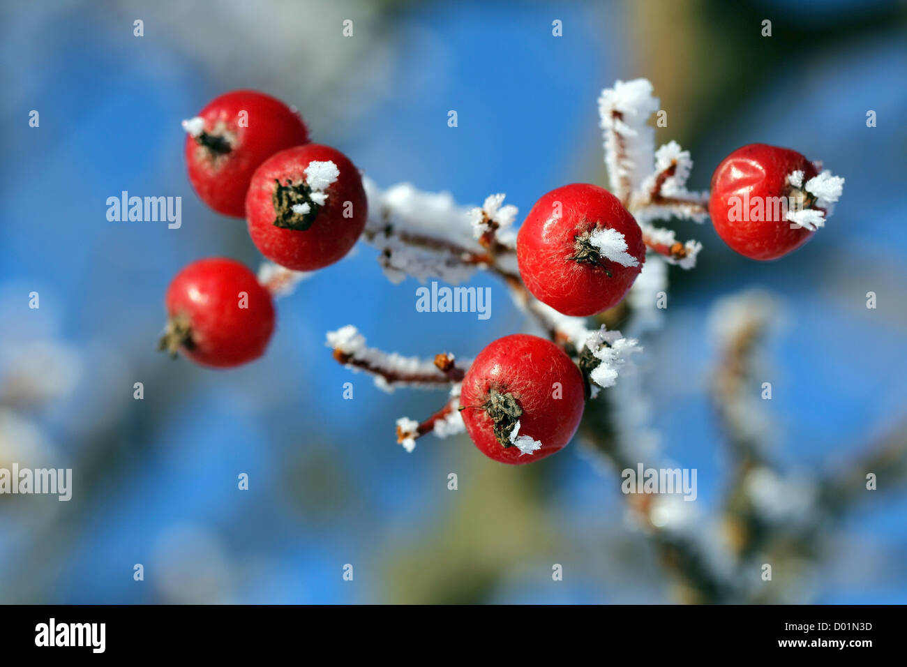 Mountain ash tree white berries hi-res stock photography and images - Alamy