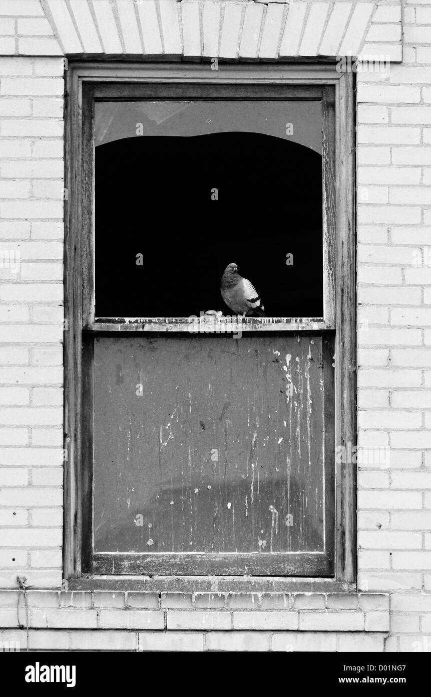 Pigeon in window of abandoned building in King Hill, Idaho. Stock Photo