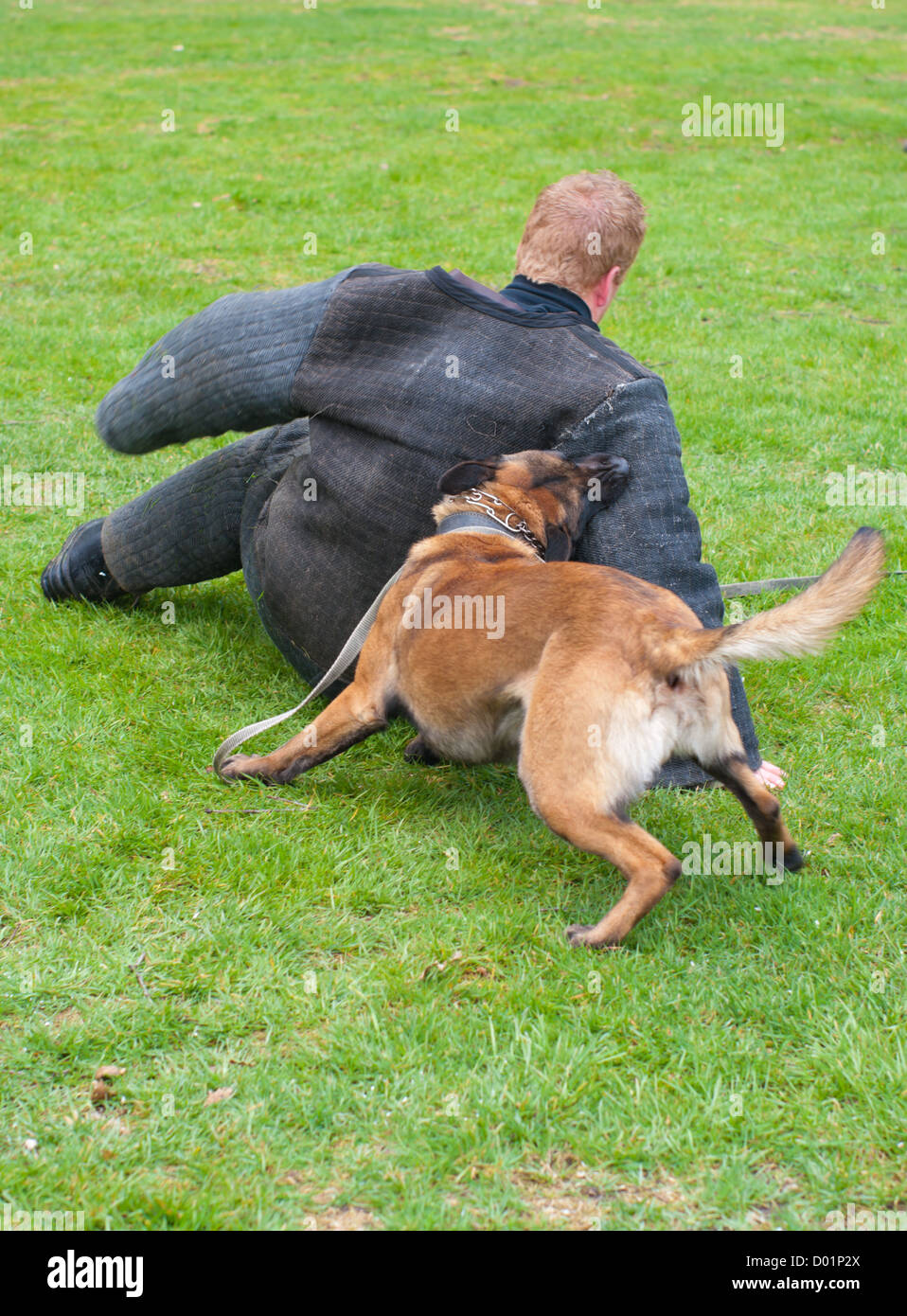 German shepherd police dog attacks hires stock photography and images