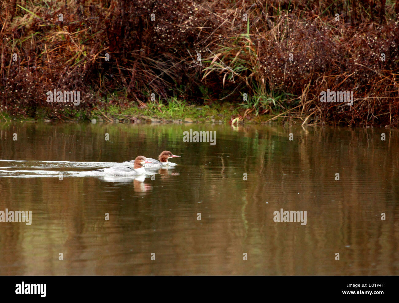 Two common mergansers swimming on a pond. Stock Photo