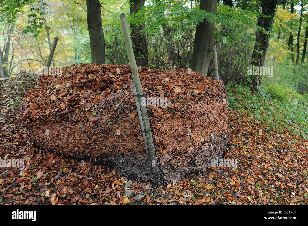 Autumn leaves in a leaf compost bin at Arden hall , north yorkshire Stock Photo Alamy