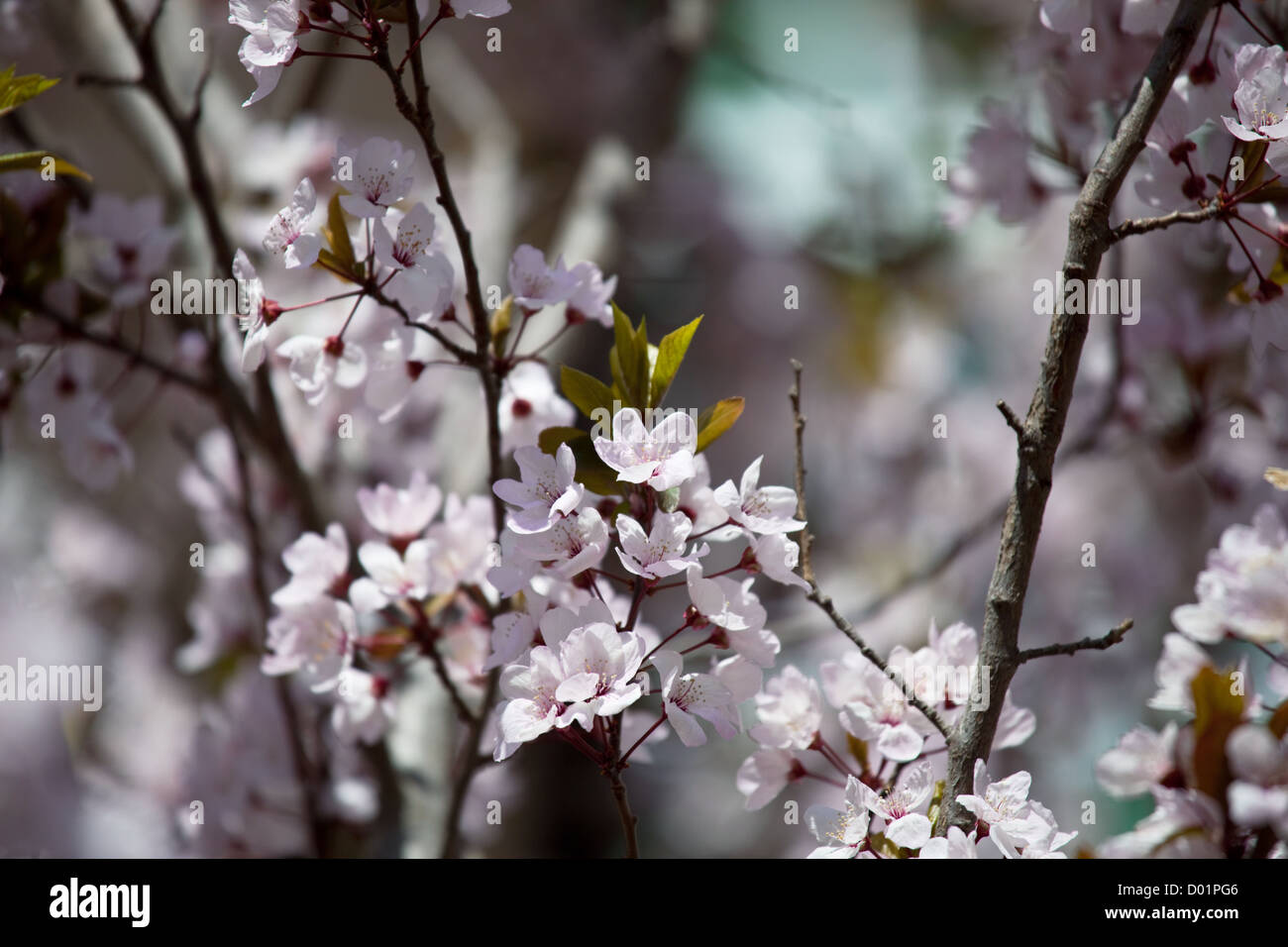 Spring in the garden Stock Photo - Alamy