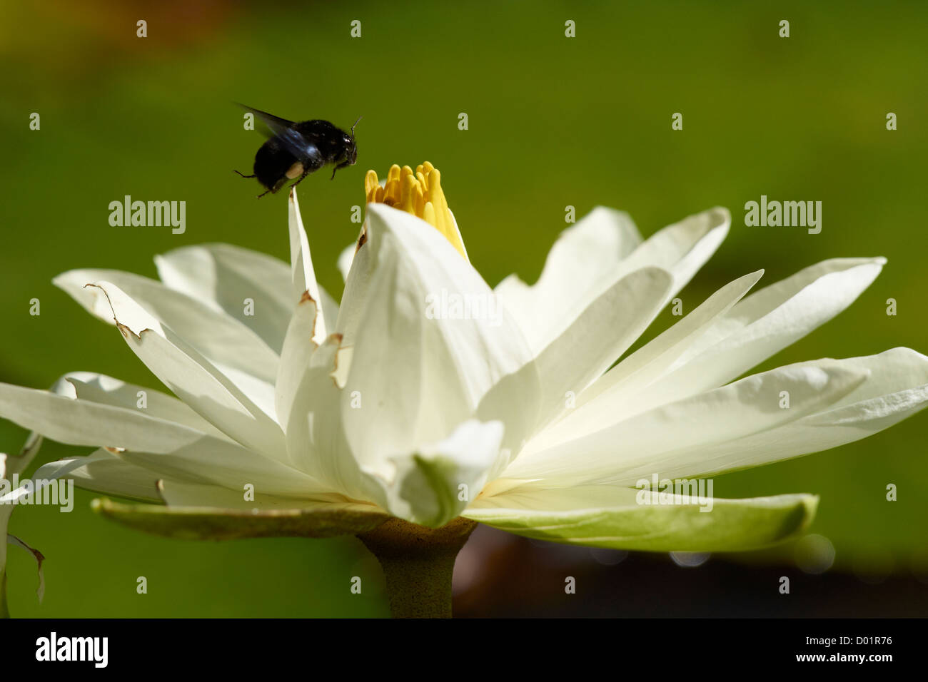 Bee and waterlily hi-res stock photography and images - Alamy