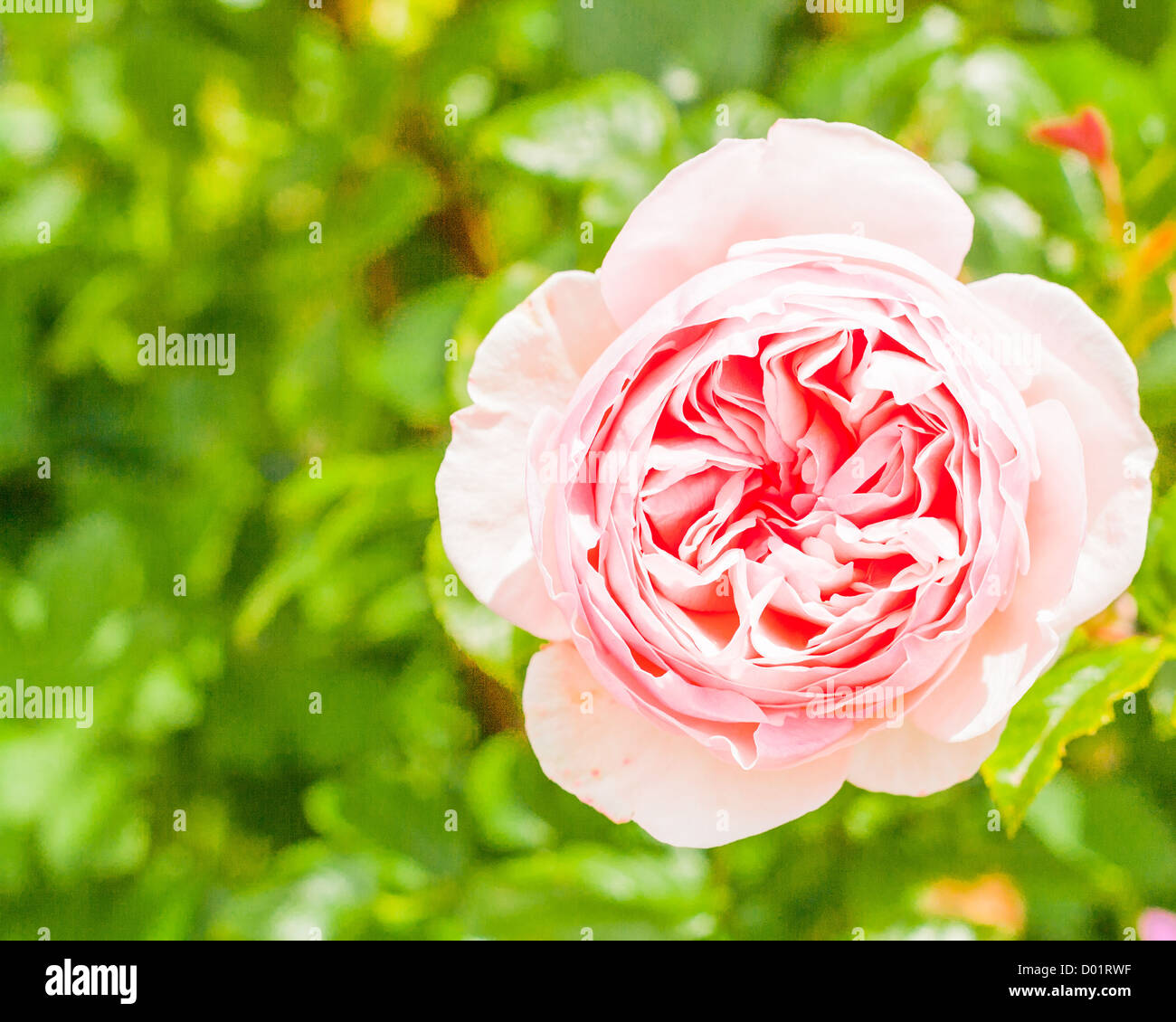 Rose Pink British natural flower Stock Photo Alamy