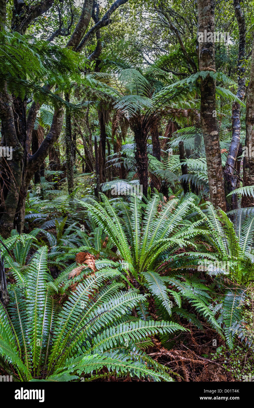 Ferns and tree ferns. South Island, New Zealand Stock Photo Alamy