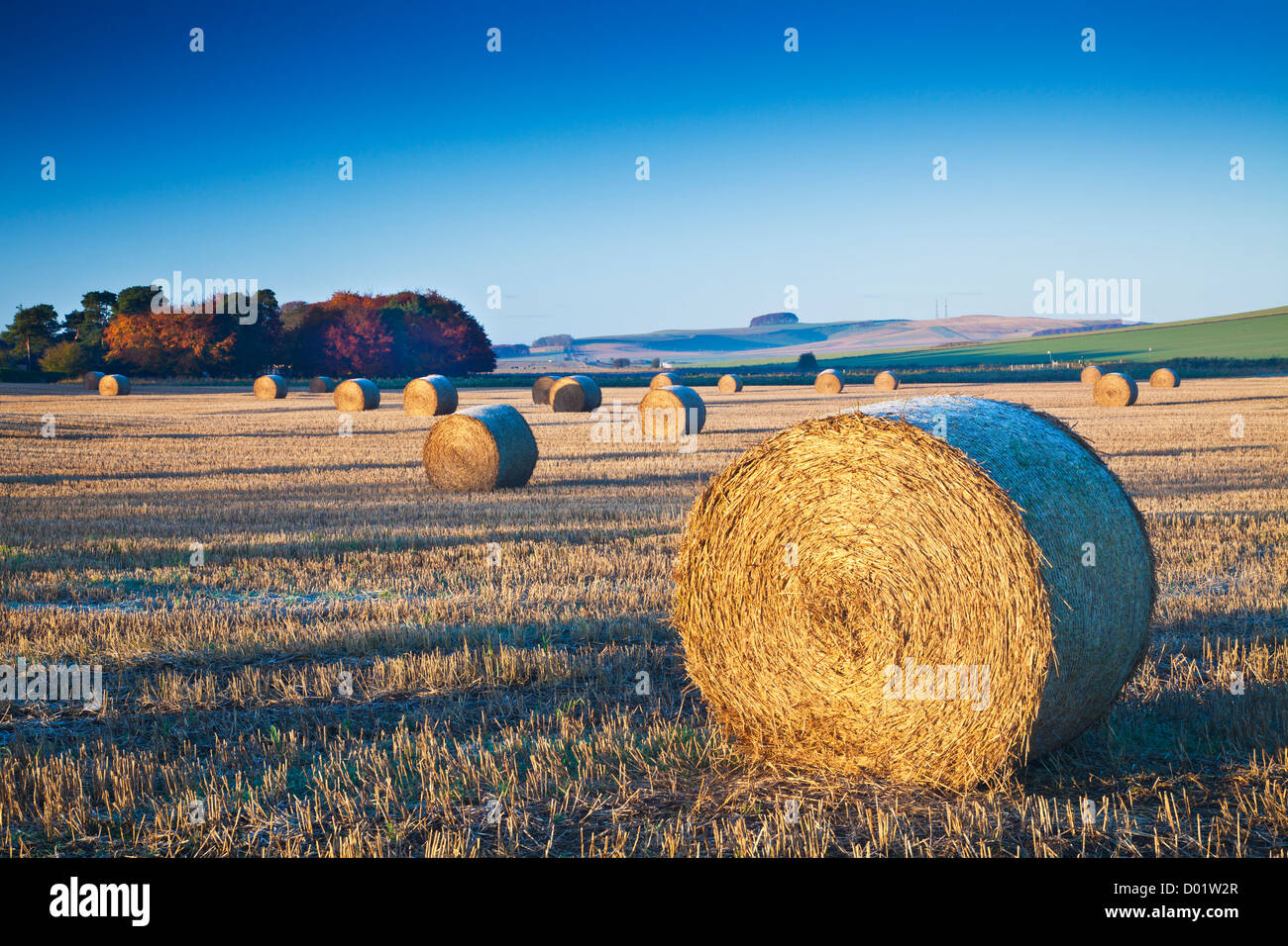 Hay Bales in a field near Beckhampton, Wiltshire, England, UK with Morgan's Hill in the distance. Stock Photo