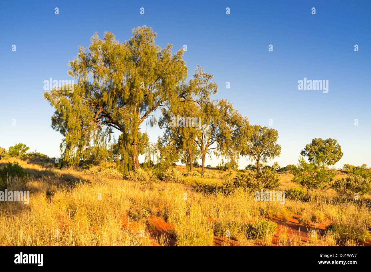 Desert Oaks (Allocasuarina decaisneana) at sunset at Desert Oaks Rest Area north of Erldunda, Stuart Highway, Northern Territory Stock Photo