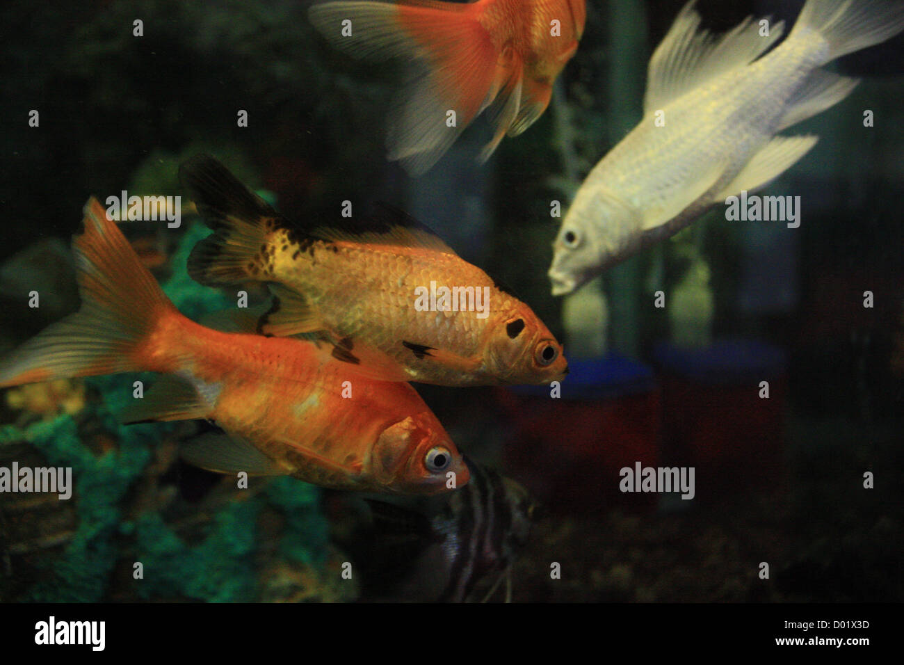 freshwater fish, aquarium fish, tropical fish, pictures of fish, fish