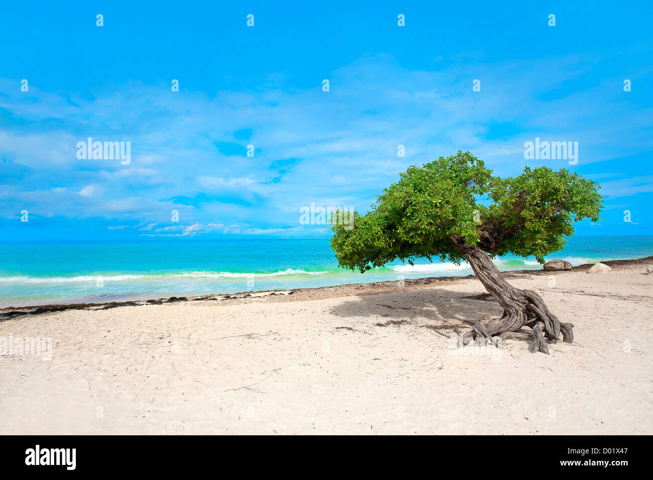 Divi tree on Eagle beach, Aruba , Caribbean Stock Photo