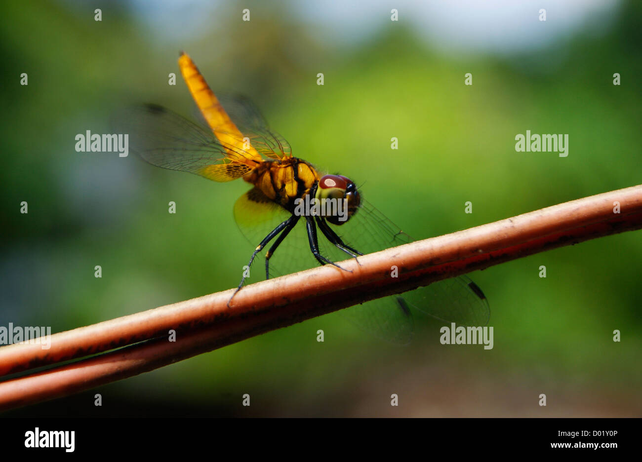 Dragonfly sitting on outdoor Electric wires Stock Photo