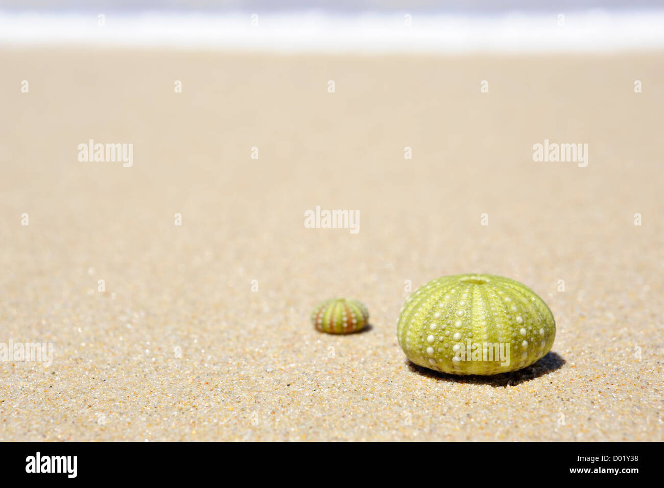 Beach scene with two dead sea urchin shells on a sunny day Stock Photo