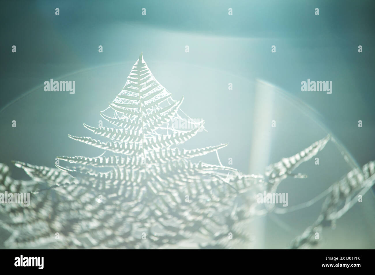 Fern forest hi-res stock photography and images - Alamy
