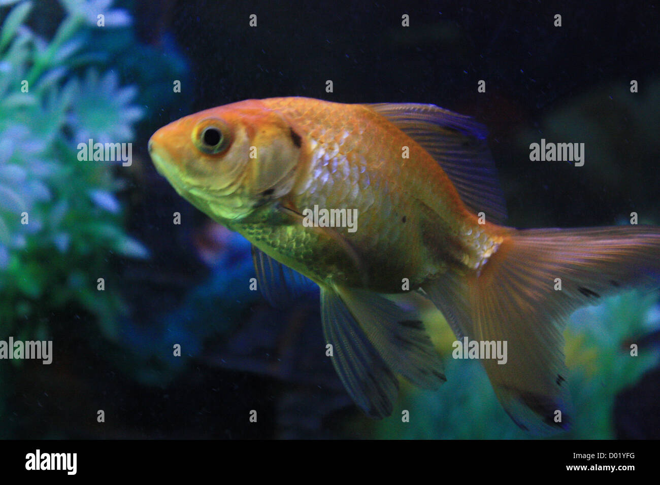freshwater fish, aquarium fish, tropical fish, pictures of fish, fish