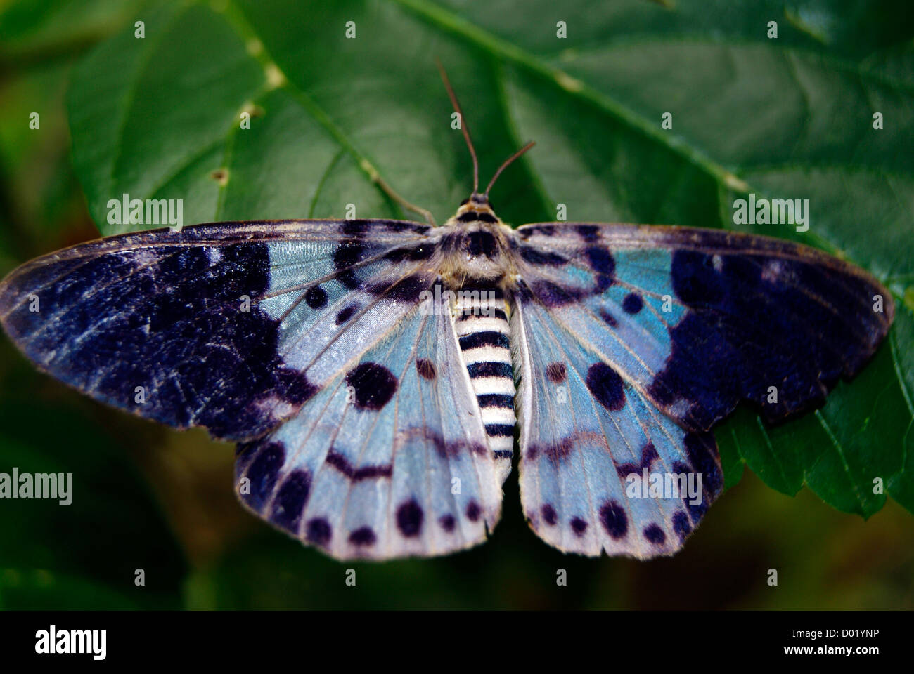 Dysphania percota the Blue Tiger Moth Butterfly Stretching wings sitting on leaf Stock Photo