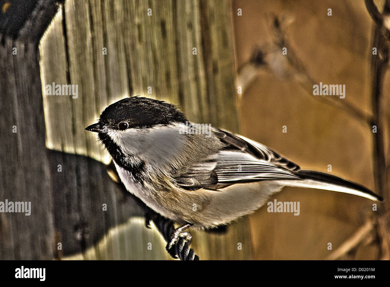 HDR of a Black-capped Chickadee (Poecile atricapillus) Stock Photo
