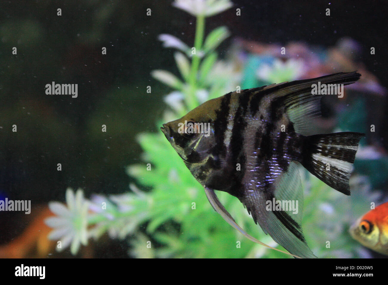 freshwater fish, aquarium fish, tropical fish, pictures of fish, fish