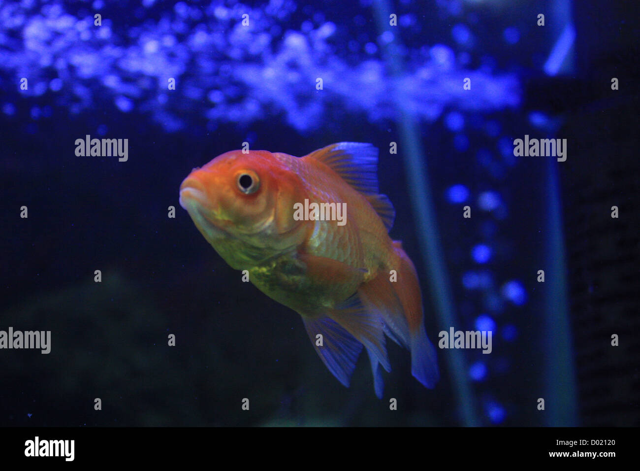 freshwater fish, aquarium fish, tropical fish, pictures of fish, fish