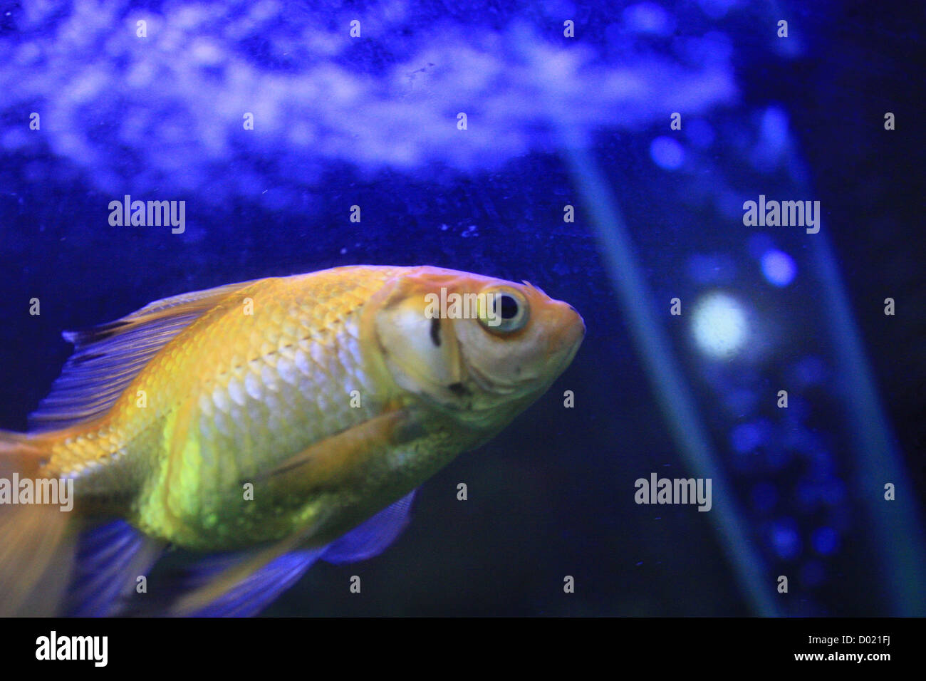 freshwater fish, aquarium fish, tropical fish, pictures of fish, fish tanks, fish for sale, all