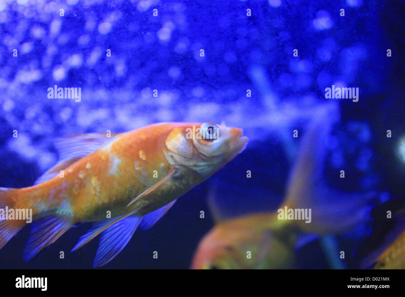 freshwater fish, aquarium fish, tropical fish, pictures of fish, fish tanks, fish for sale, all