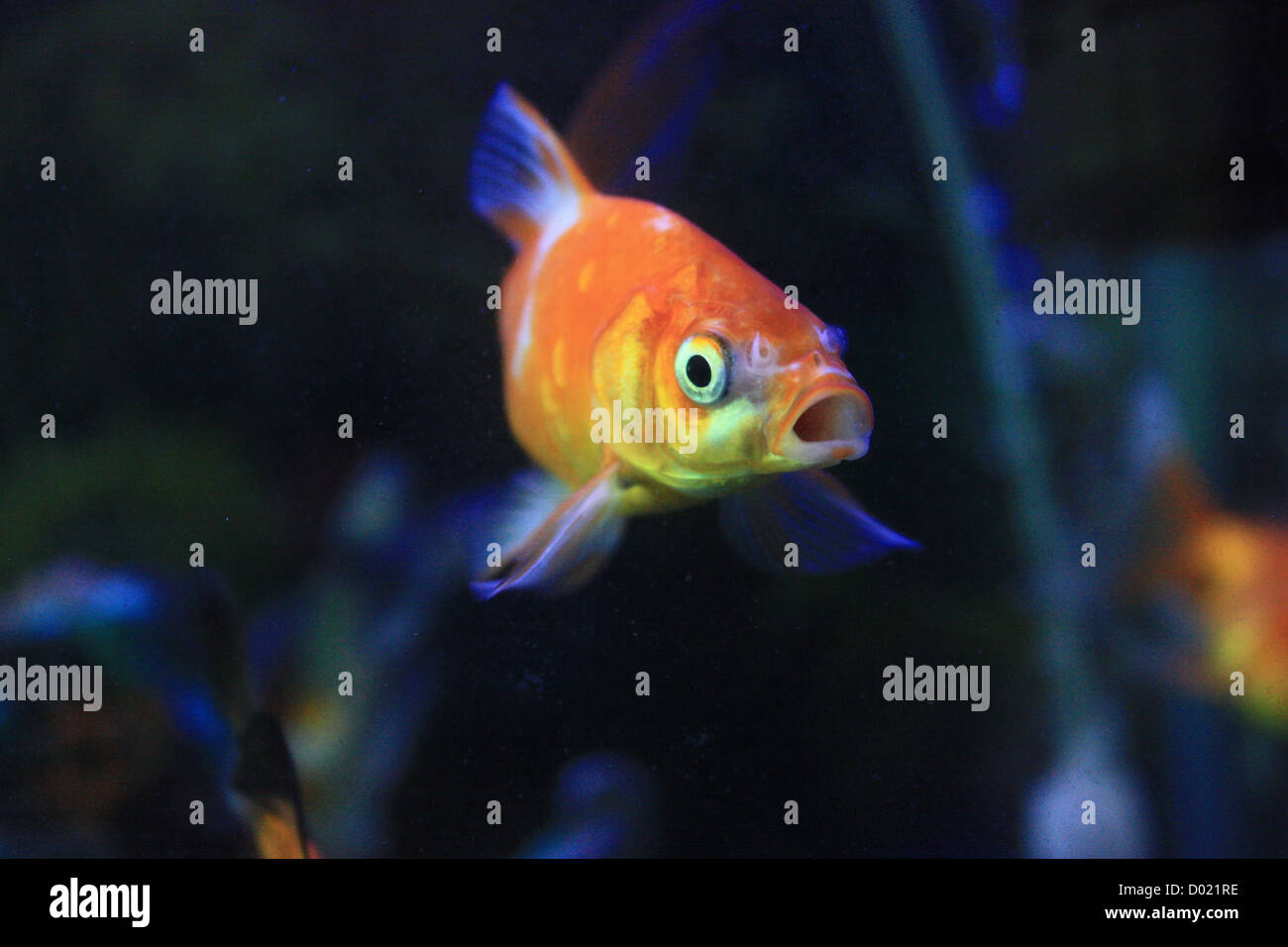 freshwater fish, aquarium fish, tropical fish, pictures of fish, fish