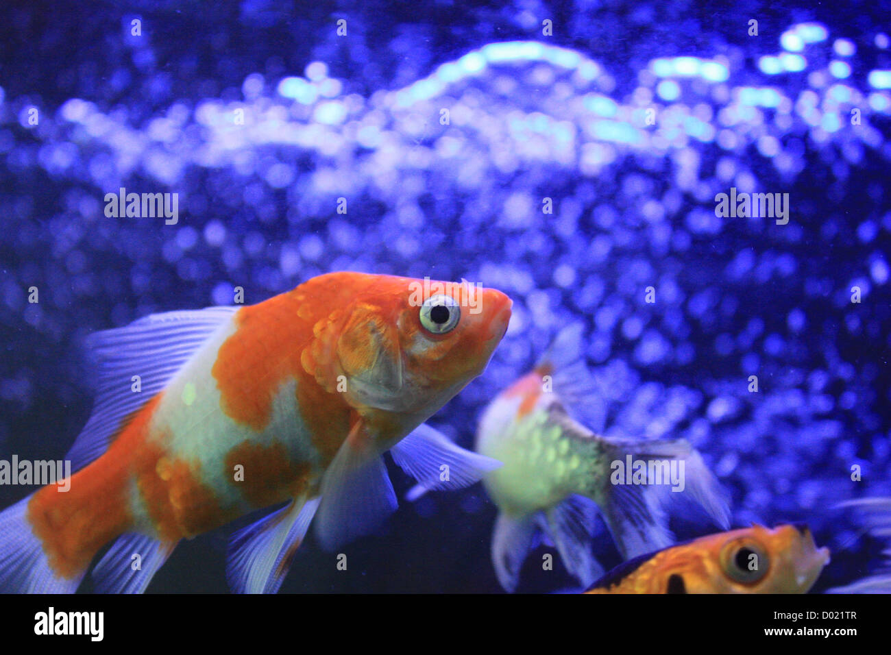 freshwater fish, aquarium fish, tropical fish, pictures of fish, fish