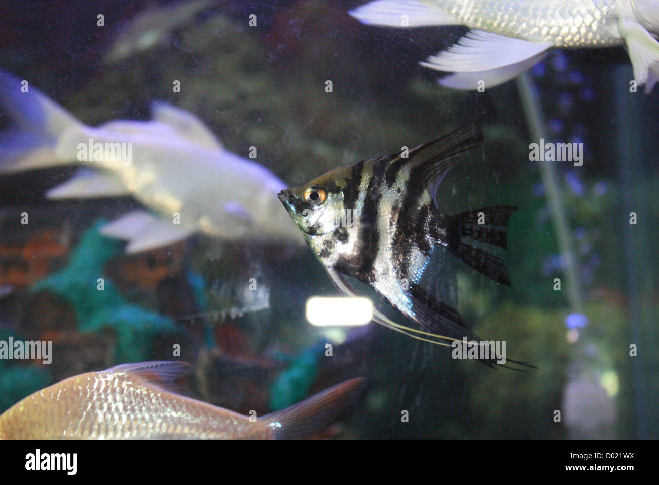 freshwater aquarium for sale
