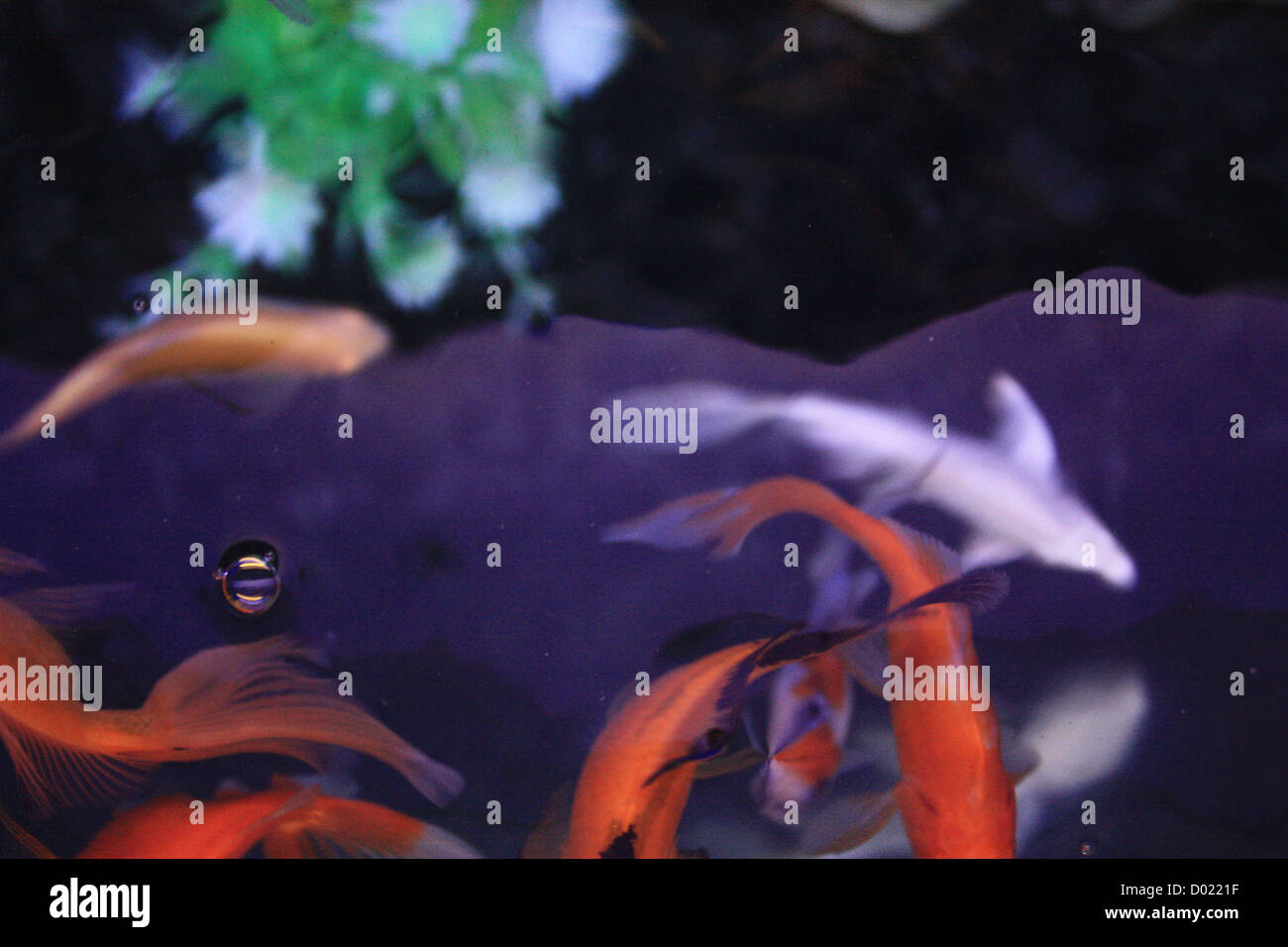 freshwater fish, aquarium fish, tropical fish, pictures of fish, fish