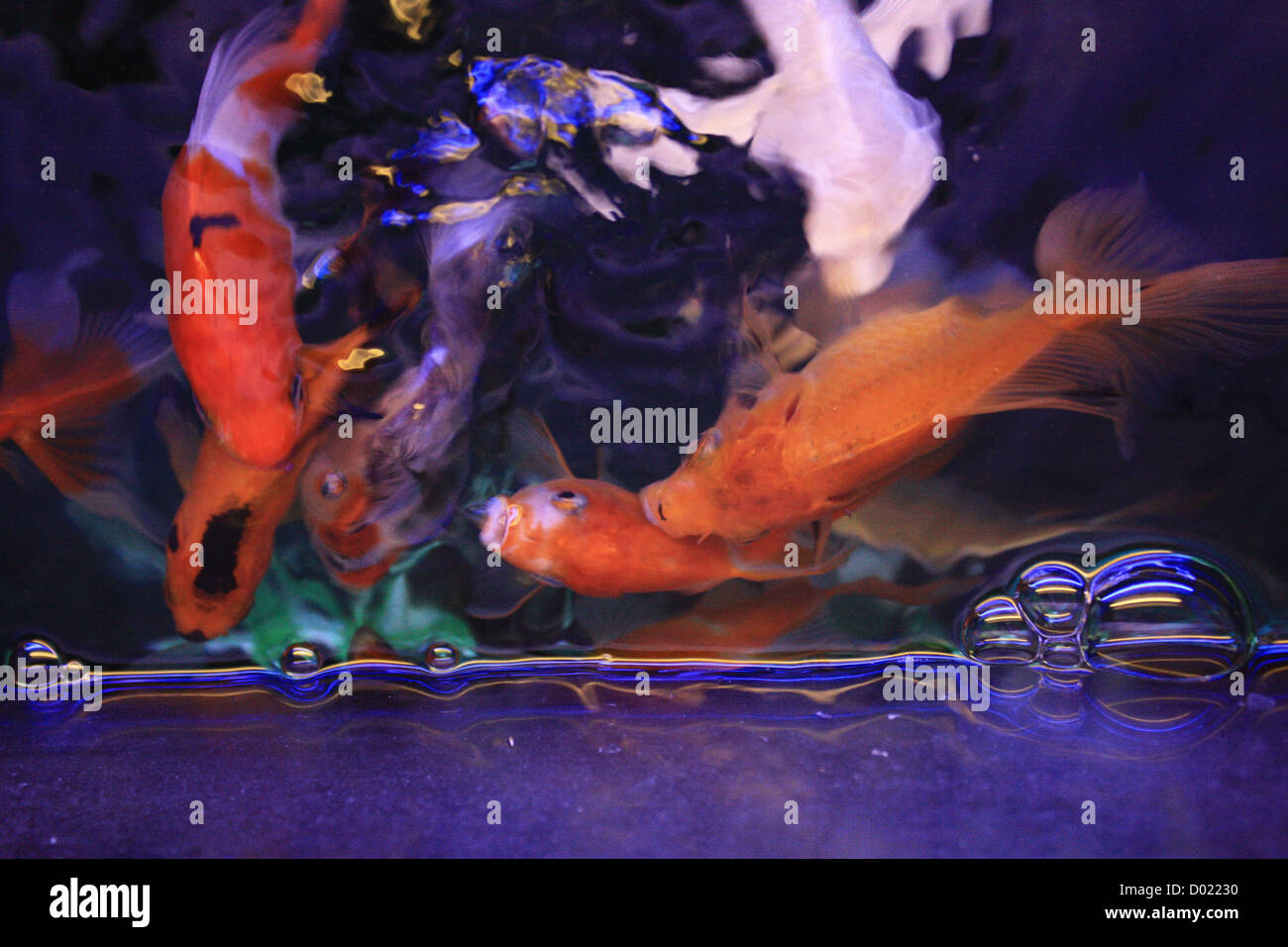 freshwater fish, aquarium fish, tropical fish, pictures of fish, fish tanks, fish for sale, all