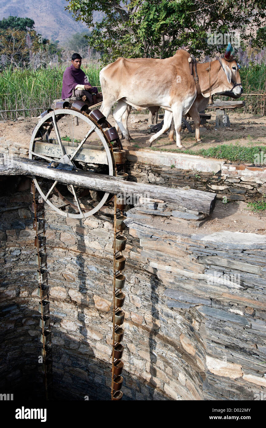 Man drives bullock cart at water wheel well Rajasthan India Stock Photo