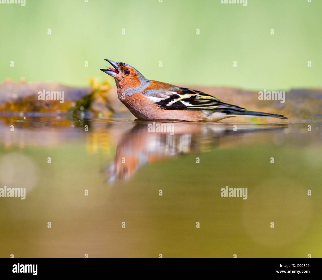 Male chaffinch (Fringilla coelebs) singing in a forest pool in Hyngary. Stock Photo