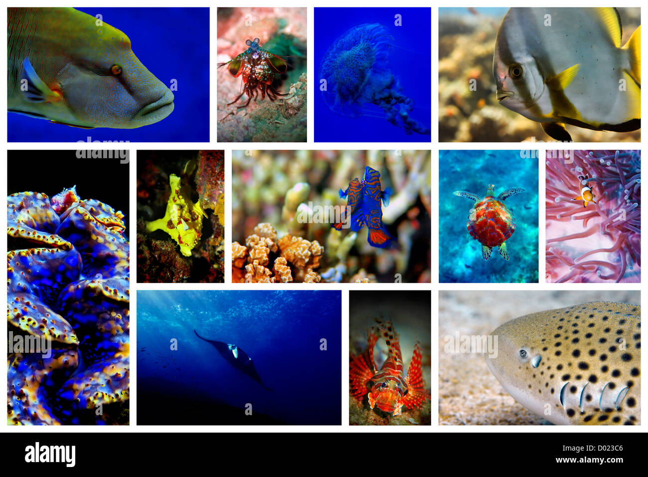 Collage of the colorful underwater life in Asia Stock Photo