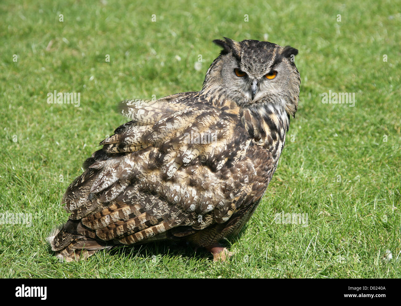European Eagle Owl, Bubo bubo, Strigidae. Stock Photo