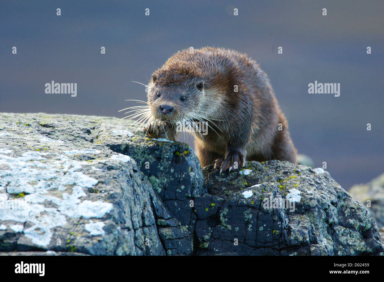 otters from the isle of mull Stock Photo