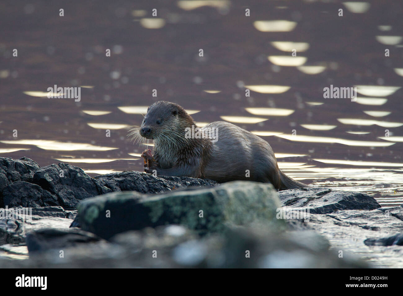 otters from the isle of mull Stock Photo