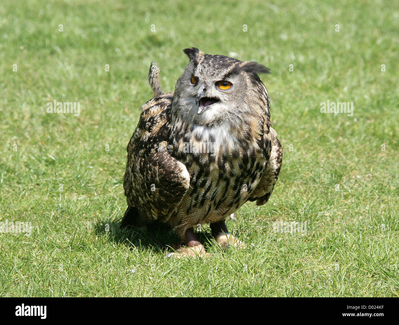 European Eagle Owl, Bubo bubo, Strigidae. Stock Photo