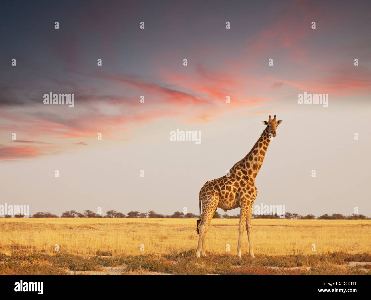 giraffe in savannah Stock Photo