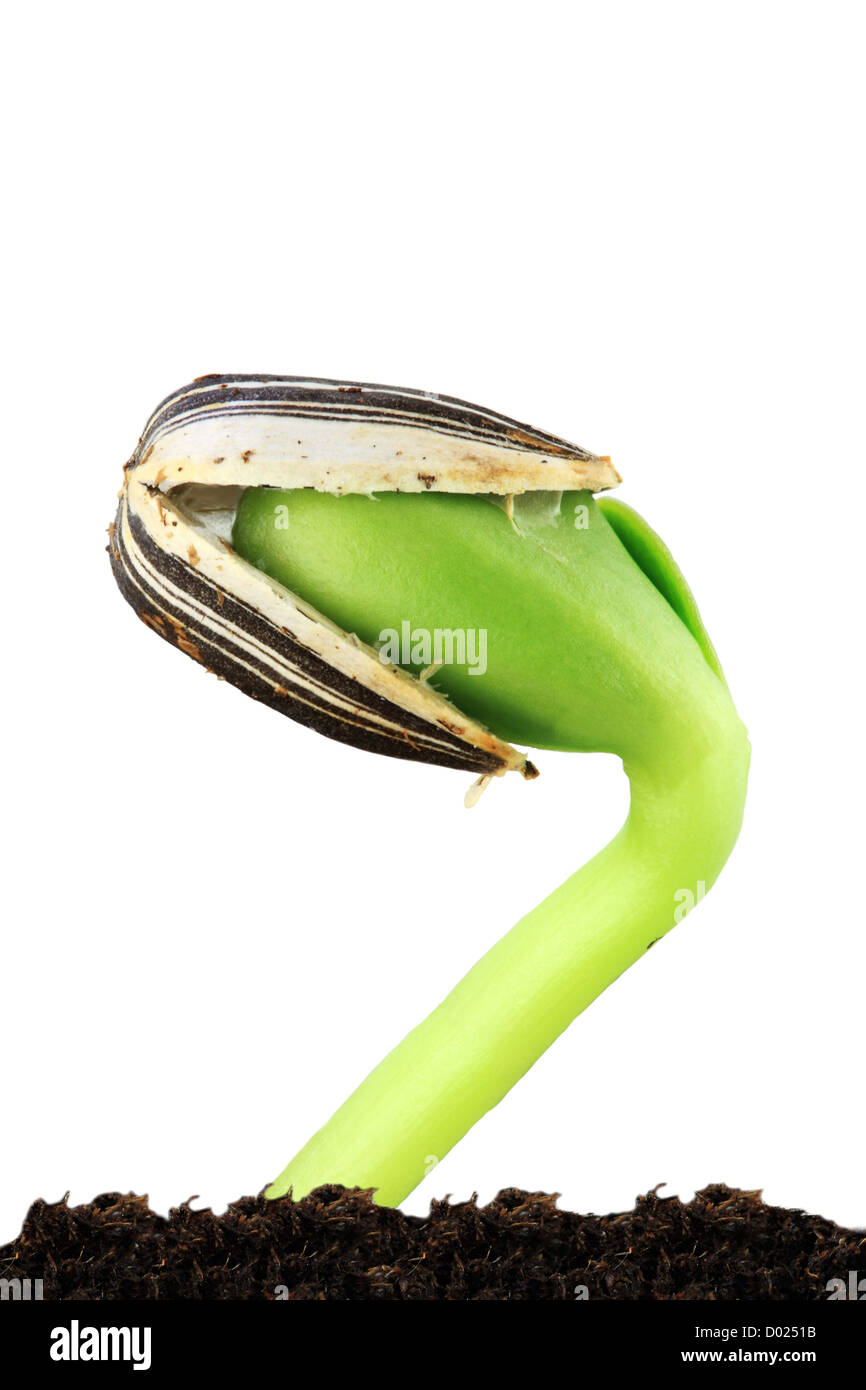 Sunflower Seed Germinating High Resolution Stock Photography and Images Alamy