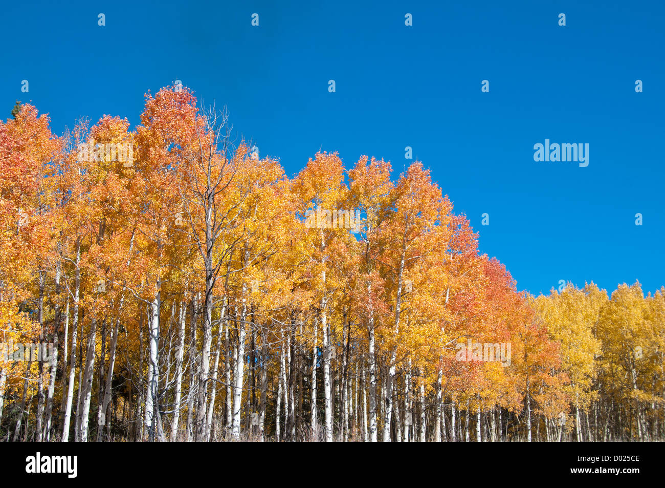 Aspen Trees fall colors Stock Photo Alamy