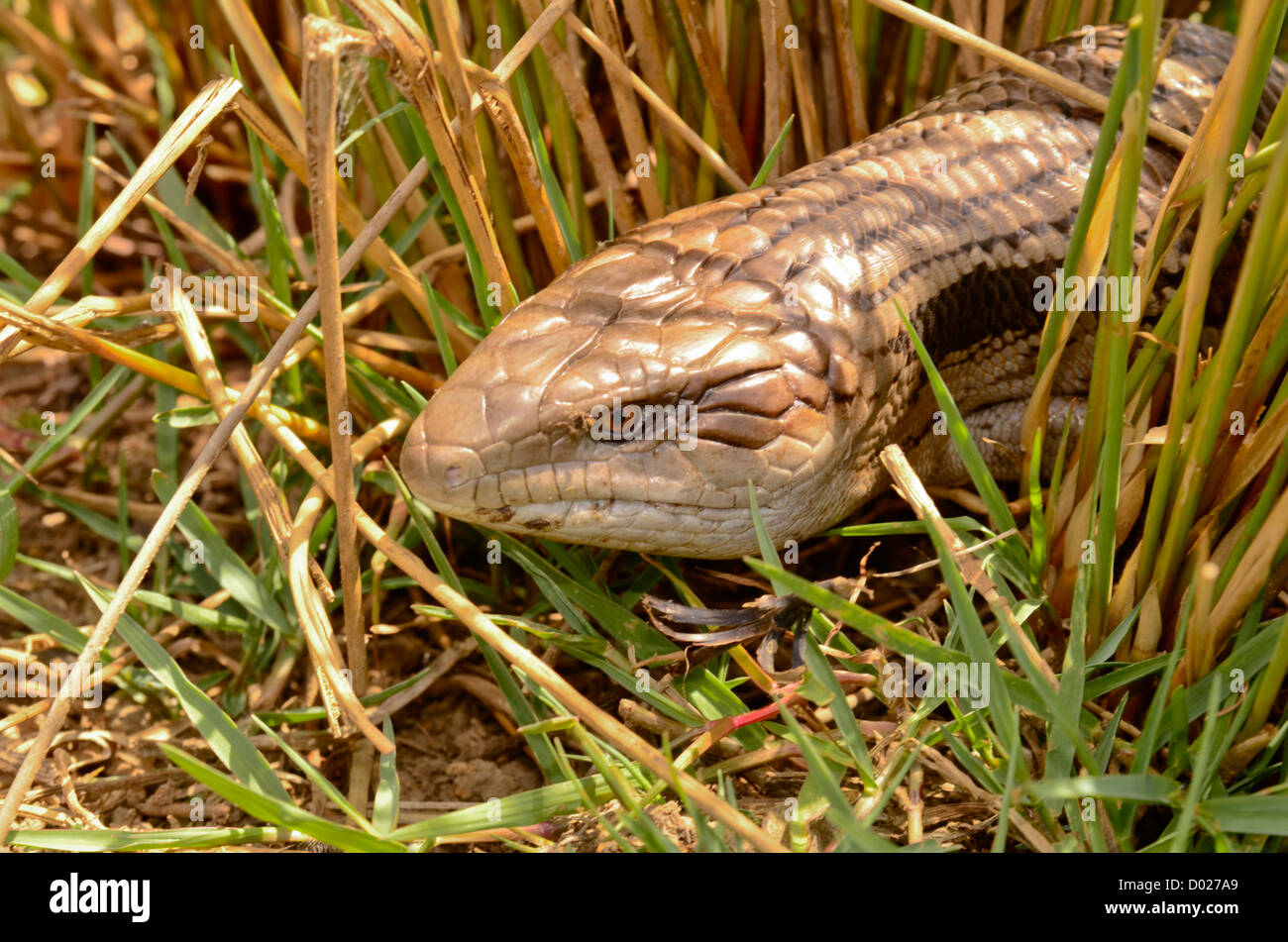 Australian Eastern Blue-tongue lizard emerging from reeds.  Tiliqua scincoides scincoides Stock Photo