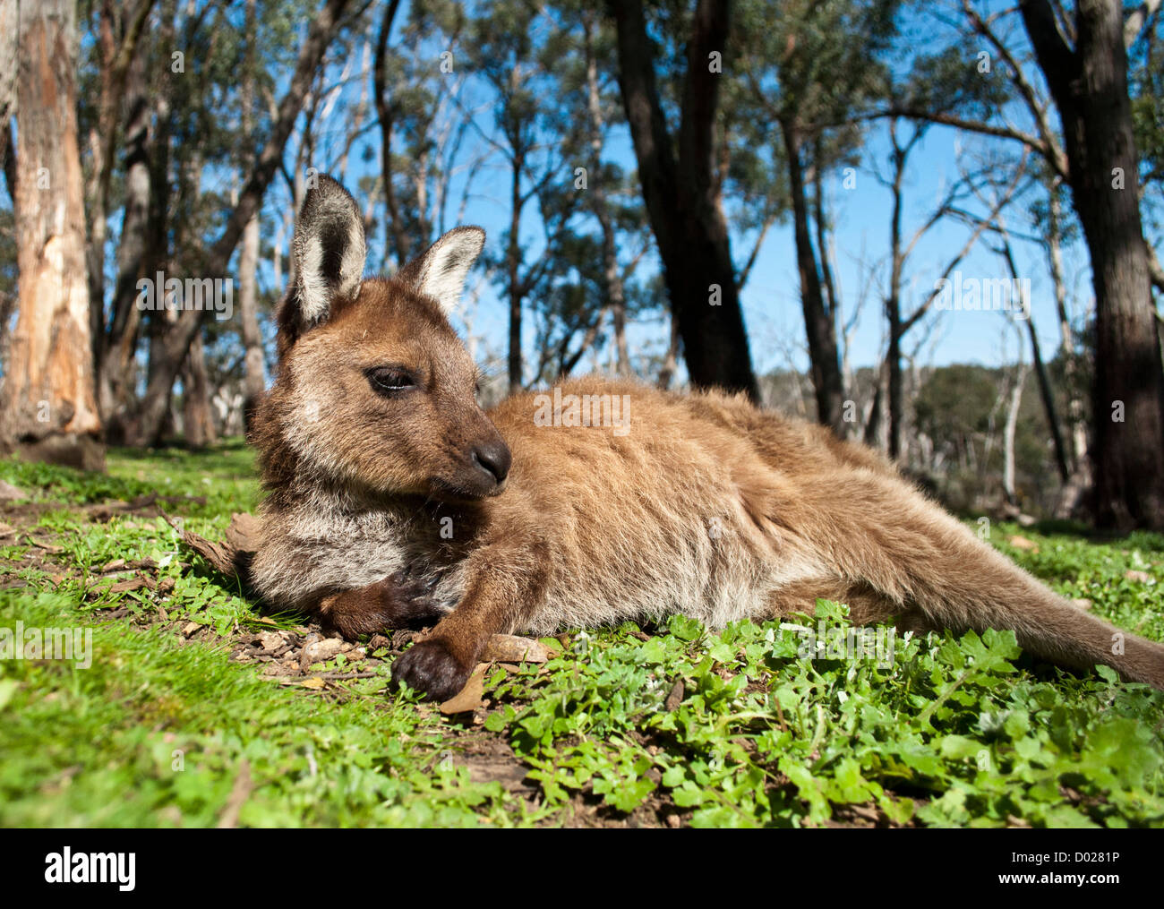 A joey relaxing in the sun, Adelaide, South Australia. Stock Photo